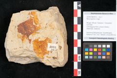 Foto (Objekt + Etikett) von Myrica lignitum Unger (NHMW-GEO-2024-0188-4016)